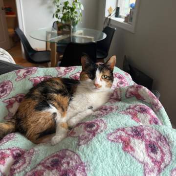 Lucie