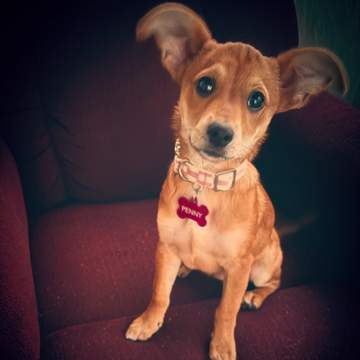 Penny