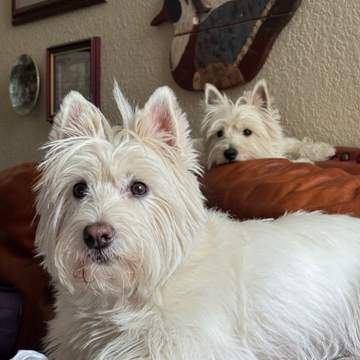 Brody and Bamie