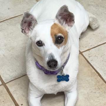 Hazel