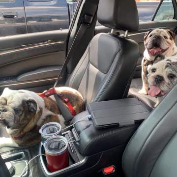 Teddy and Friends
