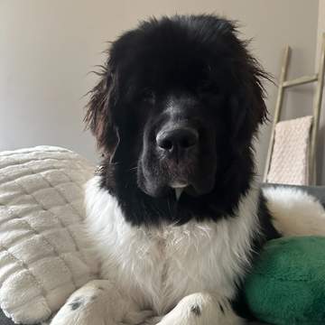 Stella