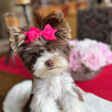 Maizy