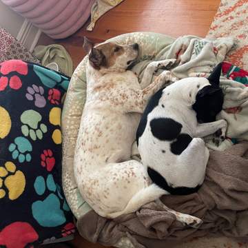 Lucky and Duchy