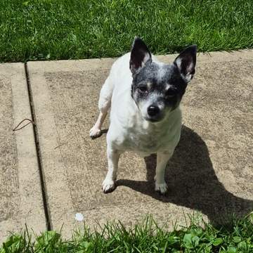 Dolly