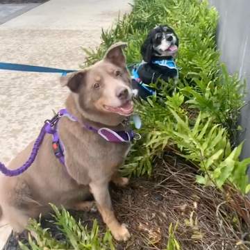 Sloanie & Augie