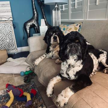 Cameron & Augie