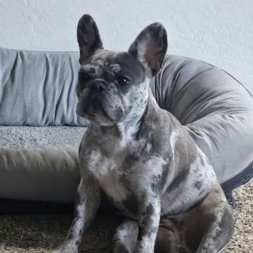 Lola