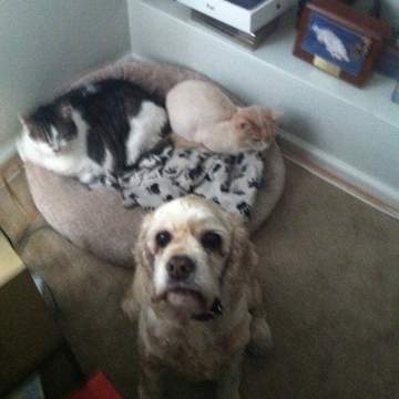 Harry, Stanley, & Charlie