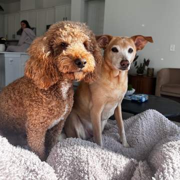 Scooby & Teddy