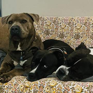 Maggie, Phoebe and Milleigh