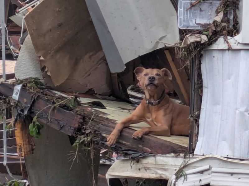 A dog in the flood wreckage