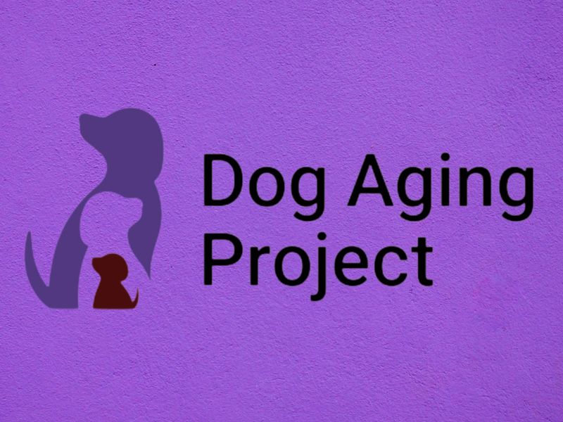 Logo for the Dog Aging Project