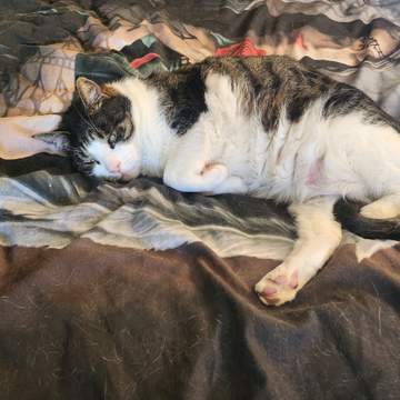 Tiggles
