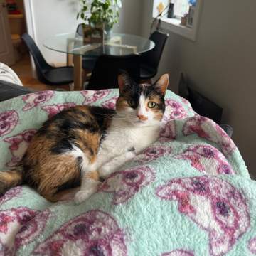 Lucie