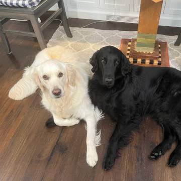 Sully and Ellie