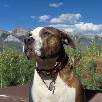 Baxter