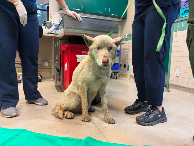 Shelter workers care for an injured rescue dog