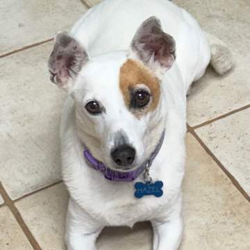 Hazel