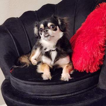 Waylon