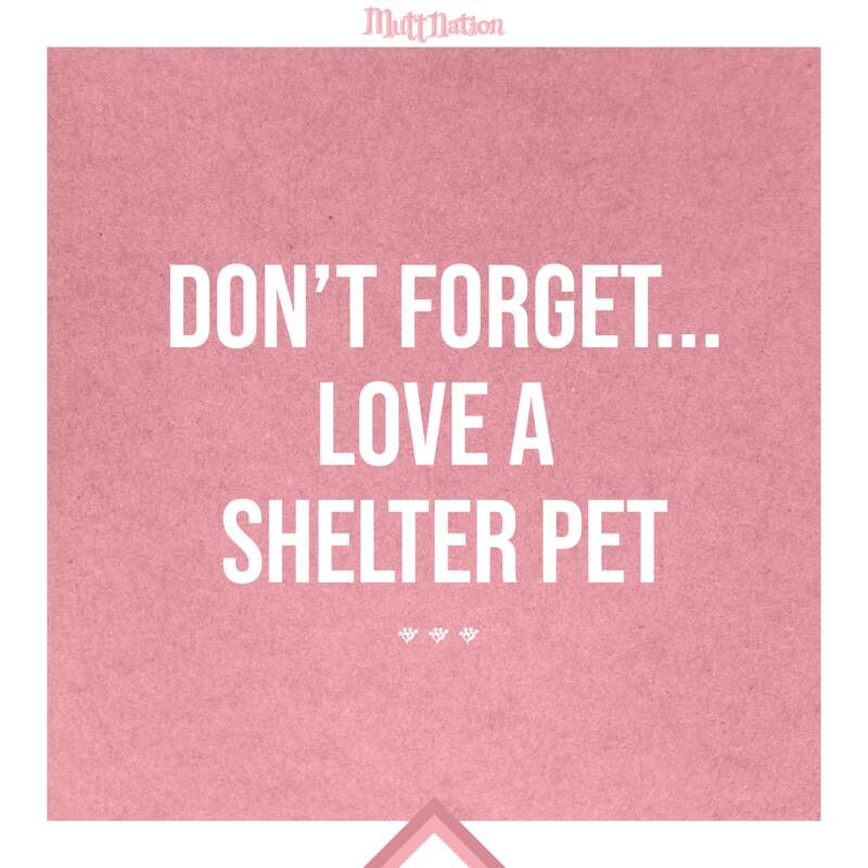 Don’t forget... love a shelter pet