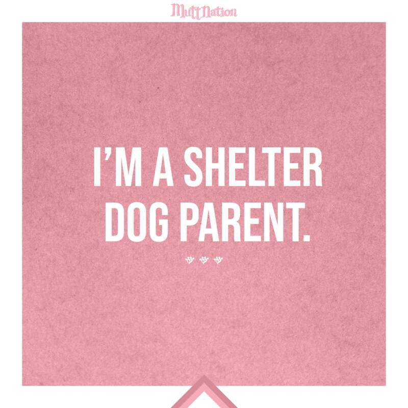 I’m a shelter dog parent